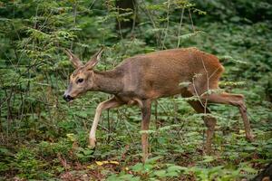 ovas veado dentro floresta, Capreolus capreolus. selvagem ovas veado dentro natureza. foto