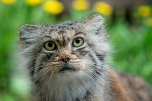 manul ou Palas gato, otocolobus manul, fofa selvagem gato a partir de Ásia. foto