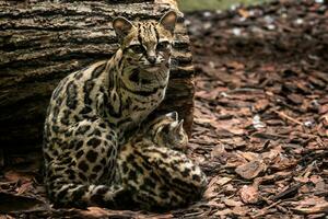 margay, leopardo wiedii, fêmea com bebê. margay gatos par do abraçando cada outro. foto