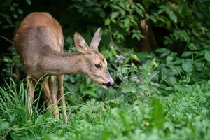 ovas veado dentro floresta, Capreolus capreolus. selvagem ovas veado dentro natureza. foto