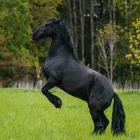 cavalo frisiano preto corre a galope. foto