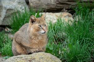retrato do uma lindo gato. felis chaus em pedras dentro a natureza. foto