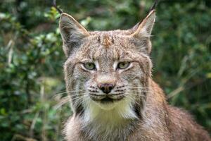 retrato do uma canadense lince, lince canadensis foto