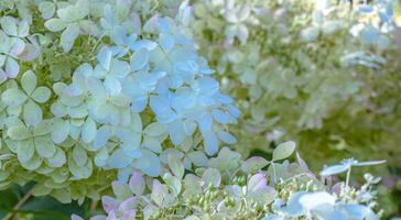 fechar acima lindo azul branco hortênsia em a arbusto foto. a floração hortensia fotografia. foto