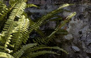 verde samambaia plantas dentro jardim panorama foto. ensolarado samambaias folhagem fundo fotografia. fresco verde tropical folhagem. foto