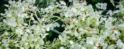fechar acima lindo branco hortensia em a arbusto foto. a floração do uma hortênsia arbusto. foto