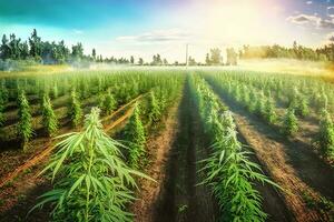 ai gerado maconha flor plantas natureza do Fazenda campo com verde. neural rede ai gerado foto