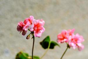 ondulação das divas do horizonte da planta do gerânio misturada com flores rosa pontilhadas foto