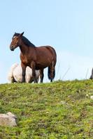 estágio rural com cavalos nos campos de canillo em andorra