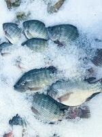 fresco frutos do mar em esmagado gelo, fechar-se. congeladas cru mar peixe em esmagado gelo cama dentro a mercado de Peixe estante foto