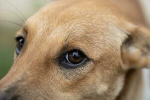 fechar-se olho Castanho cachorro ,1 anos velho, suave foco foto