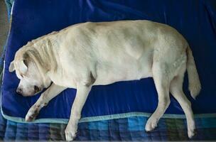 labrador cachorro dormindo silabrador cachorro deitado doente com Câncer lipoma em barriga, 15 anos velho foto