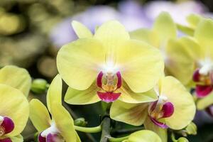 fechar-se amarelo orquídea dentro a jardim, horizontal forma foto