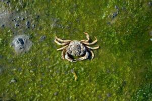 europeu verde caranguejo resp.carcinus maenas, Wadden mar, norte mar, Wattenmeer nacional parque, Alemanha foto