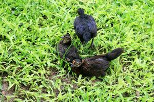 Preto frango grupo em fresco verde grama. frango sentado, dormindo, caminhando em grama. foto