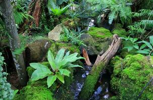 uma pássaro ninho samambaia em Rocha cercado variedade plantar dentro natural jardim. foto