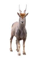 órix eland taurotragus comum isolado foto