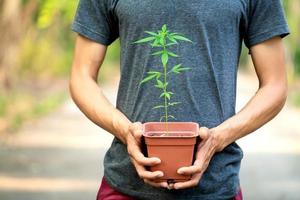 mão segurando maconha na vagem foto