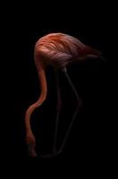 pássaro flamingo americano em fundo escuro foto