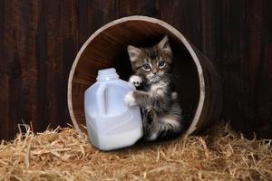 gatinho maincoon bebendo galão de leite foto
