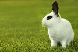 coelho branco ao ar livre na grama