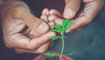 mão segurando folha de maconha foto