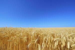 ai gerado trigo campo debaixo azul céu. ai gerado foto