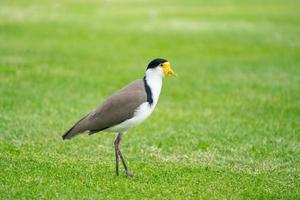 milhas mascaradas vanellus lapwing foto