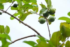 jovem goiaba fruta ainda em a árvore isolado em branco céu fundo foto