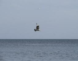 gaivota vôo sobre a mar gaivotas sobre a mar. gaivotas dentro voo. foto