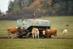 vaca vem para beber água às a bebendo tanque foto