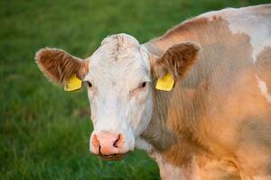 Castanho e branco laticínios vaca dentro pasto, tcheco república foto