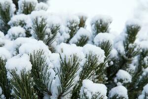 pinho ramo coberto com neve foto