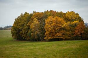majestoso panorama com outono folhas dentro floresta. foto