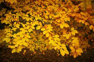 coleção de lindas folhas coloridas de outono foto