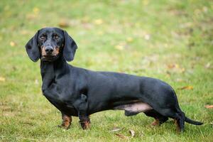 de raça pura cabelo curto dachshund foto