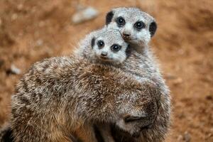 suricate ou meerkat família fotos do a fofa criatura