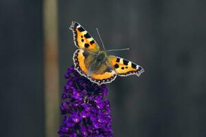 laranja casco de tartaruga borboleta em roxa buddleia flor. foto