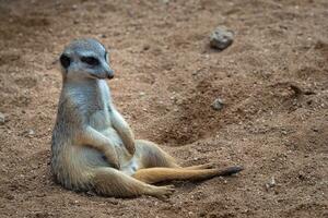 uma meerkat sentado dentro areia foto