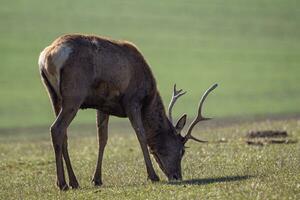 vermelho cervo, cervus elafo, pastar em Prado foto