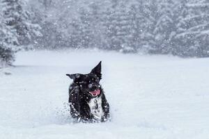 ativo Preto cachorro corrida e jogando dentro profundo neve. inverno anda em com animais de estimação. foto