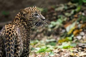 filhote de leopardo do sri lankan, panthera pardus kotiya foto