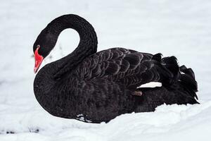 Preto cisne dentro a neve. lindo oeste australiano Preto cisne dentro inverno. foto