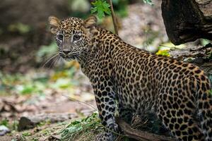 filhote de leopardo do sri lankan, panthera pardus kotiya foto