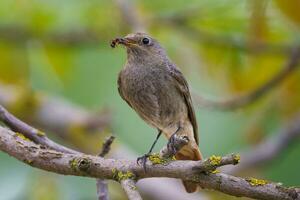 Preto redstart - phoenicurus ochruros em pé em a ramo com presa. foto