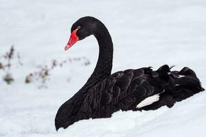 Preto cisne, cygnus atratus dentro a neve. lindo oeste australiano Preto cisne dentro inverno. foto