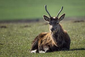 vermelho cervo, cervus elafo, deitado dentro a Prado foto