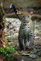 filhote de leopardo, panthera pardus kotiya foto