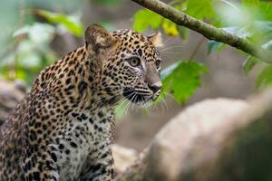 filhote de leopardo do sri lankan, panthera pardus kotiya foto