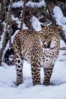 persa leopardo dentro neve. foto